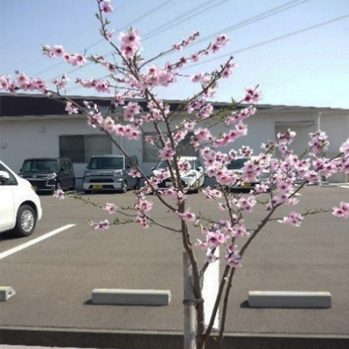 アーモンドの花